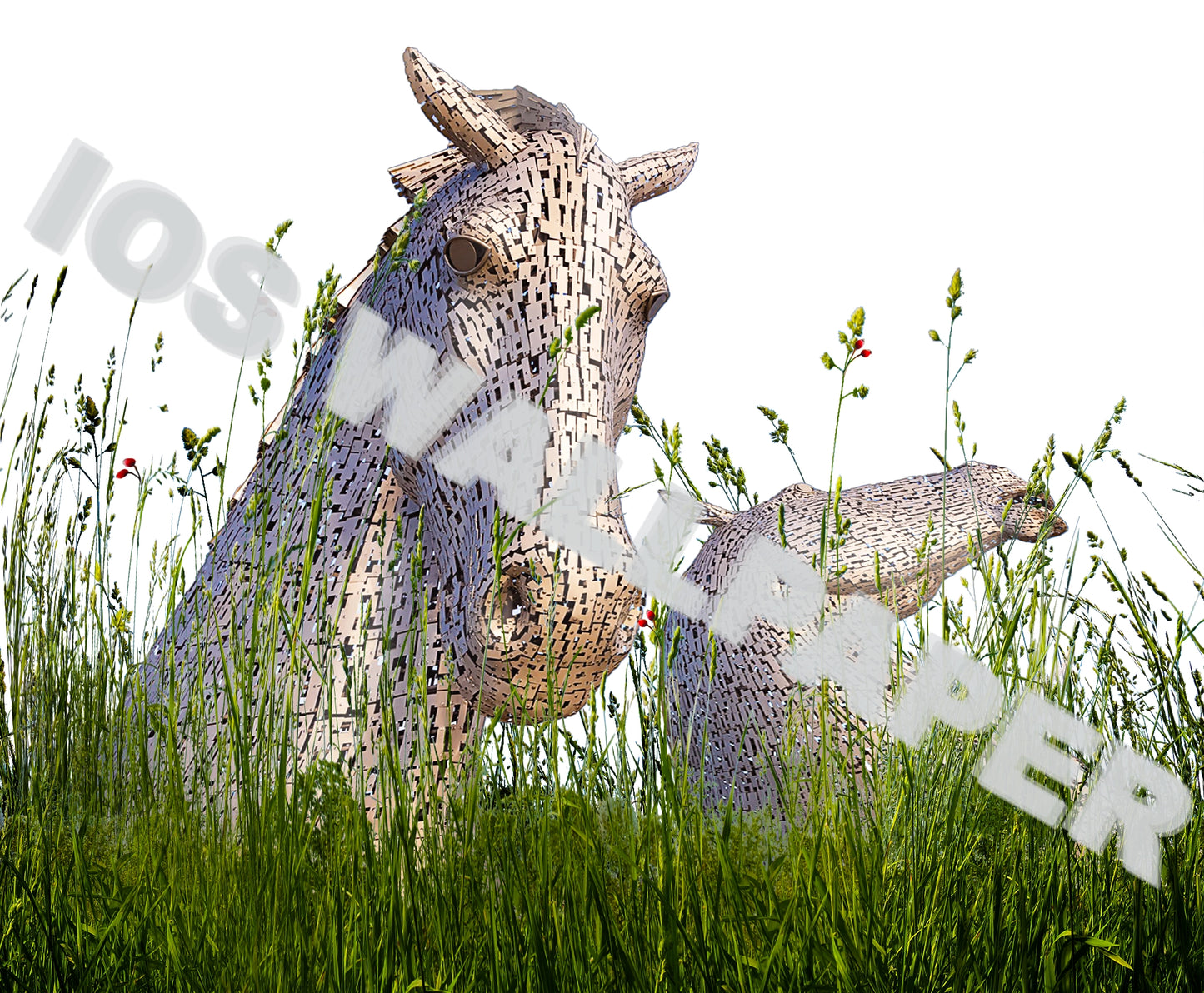 Horse and Berries - Limited Edition